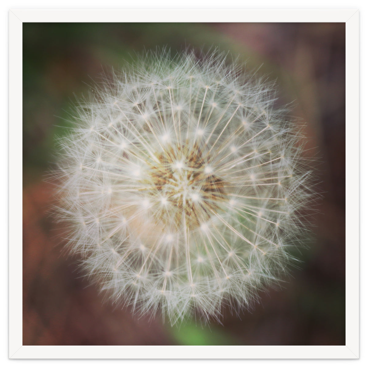 dandelion clock