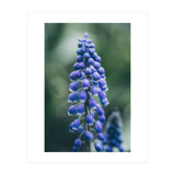 Blue Bells (Print Only) thumbnail