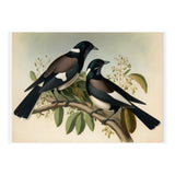 Magpies Vintage Painting (Print Only) thumbnail