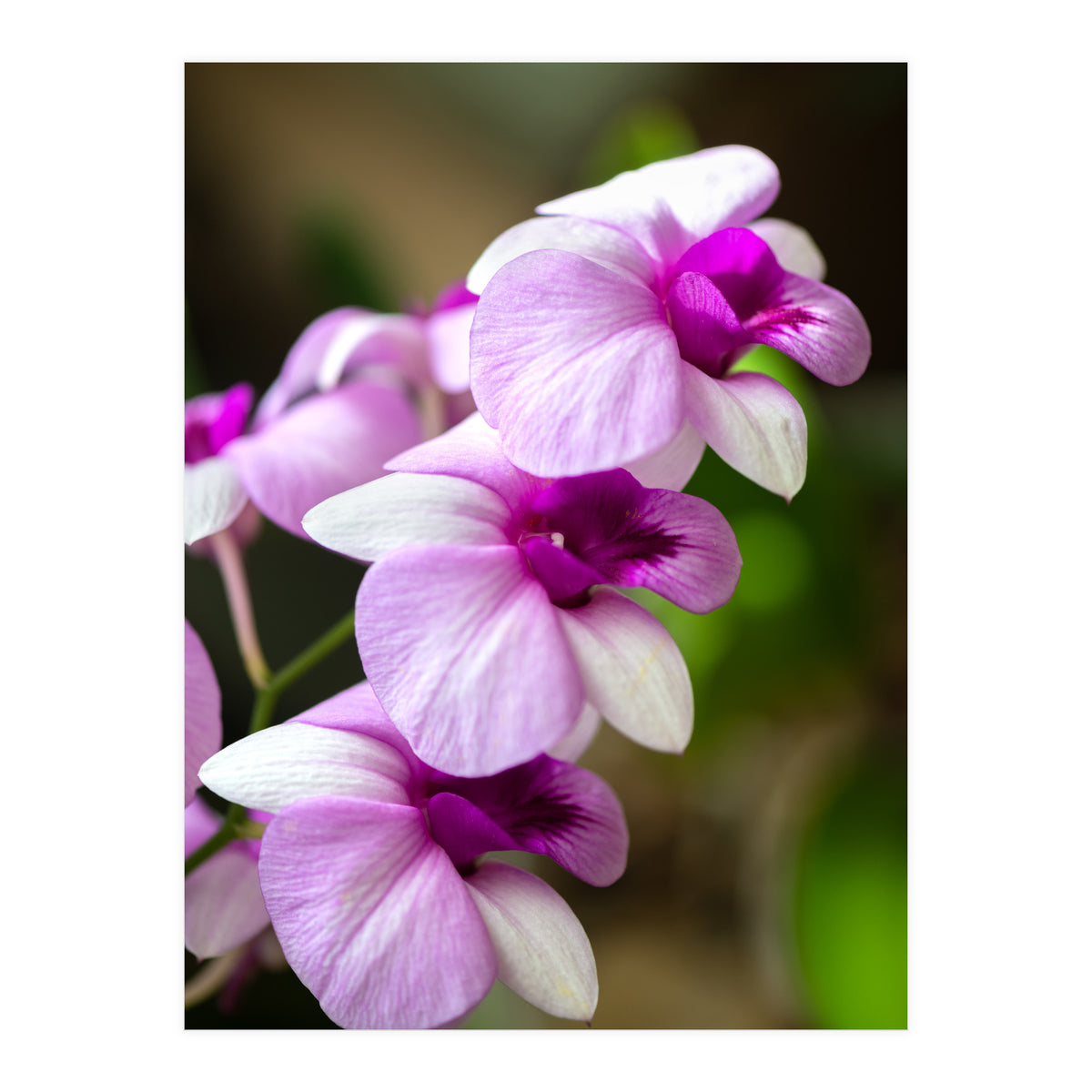 Orchidee (Print Only)