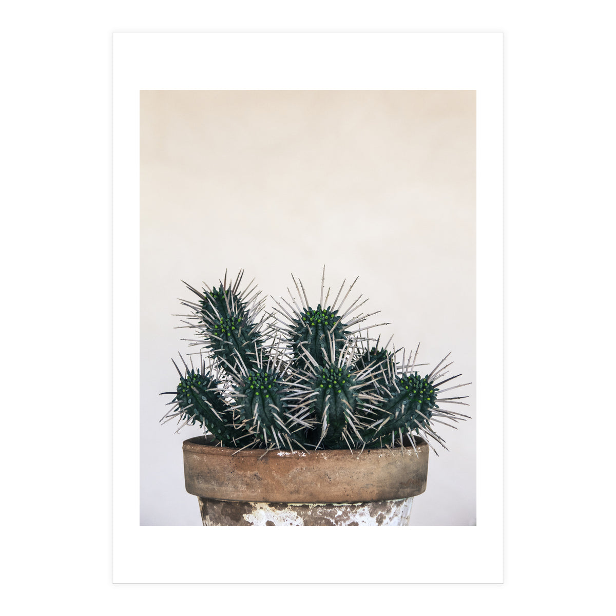 cactus nature XI (Print Only)