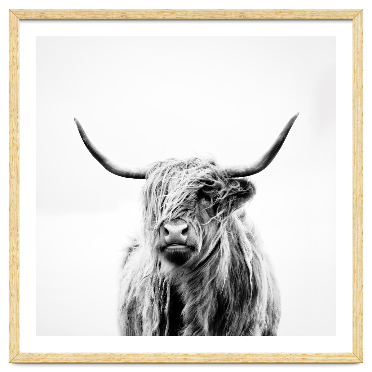 Portrait of a Highland Cow (Square Version)
