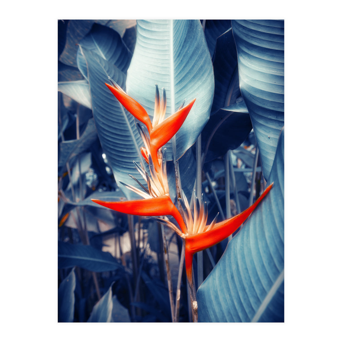Parakeet Tropical Flower (Print Only)