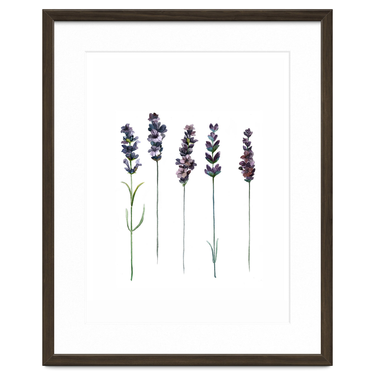 Botanical Illustration Lavender