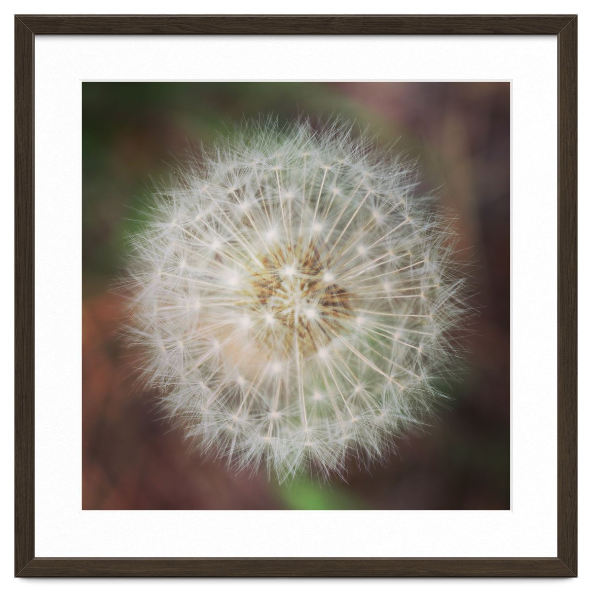 dandelion clock