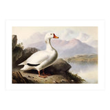 White Duck on the Lake Shore Vintage Painting (Print Only) thumbnail
