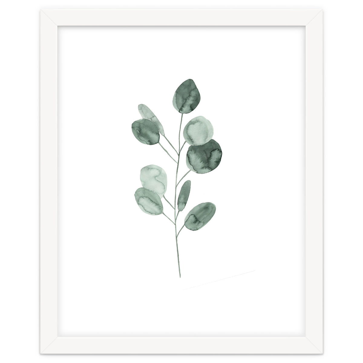 Botanical Illustration Eukalyptus2