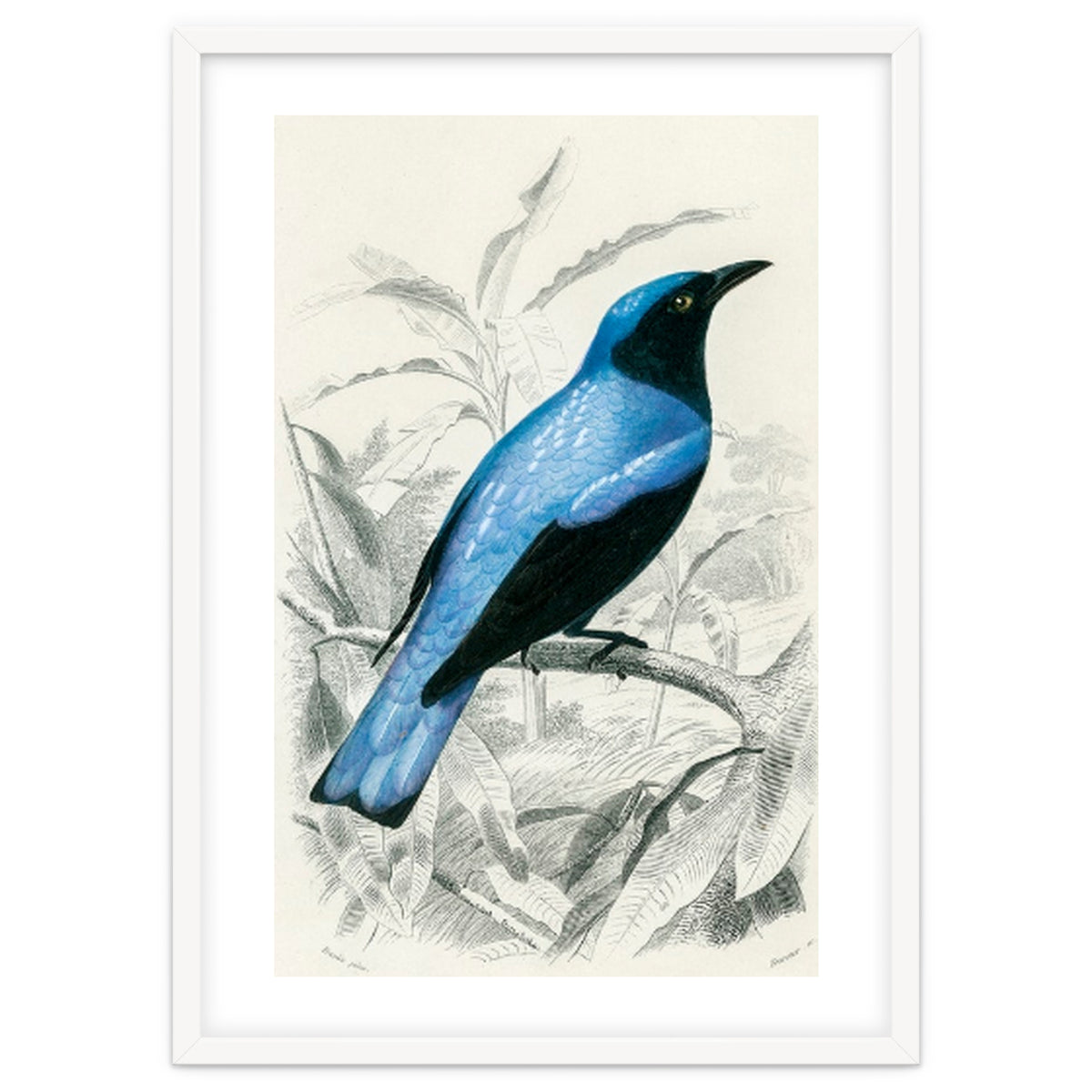 Square-tailed drongo illustrated
