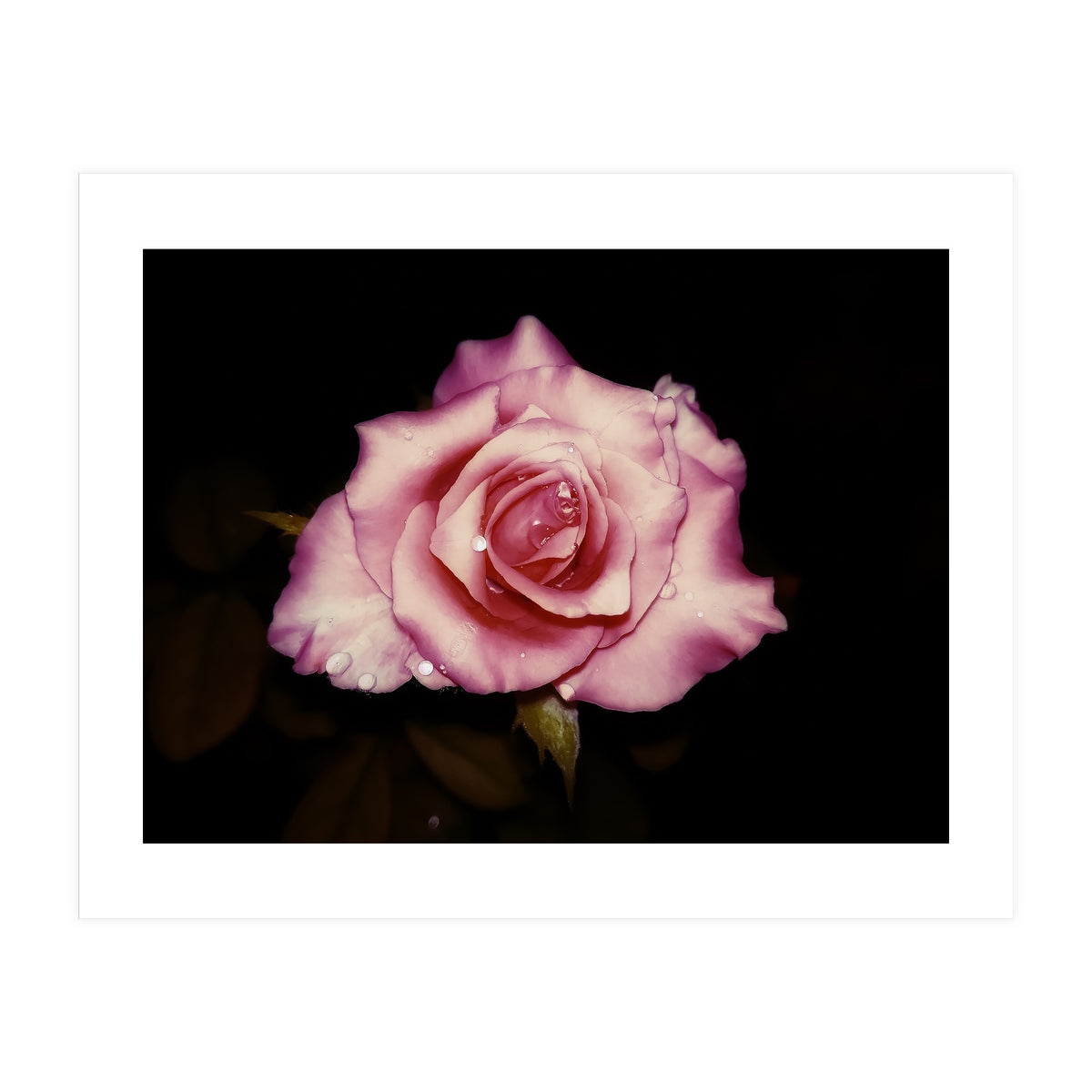 Satin Rose (Print Only)