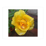 Yellow Rose with Dew Drops (Print Only) thumbnail