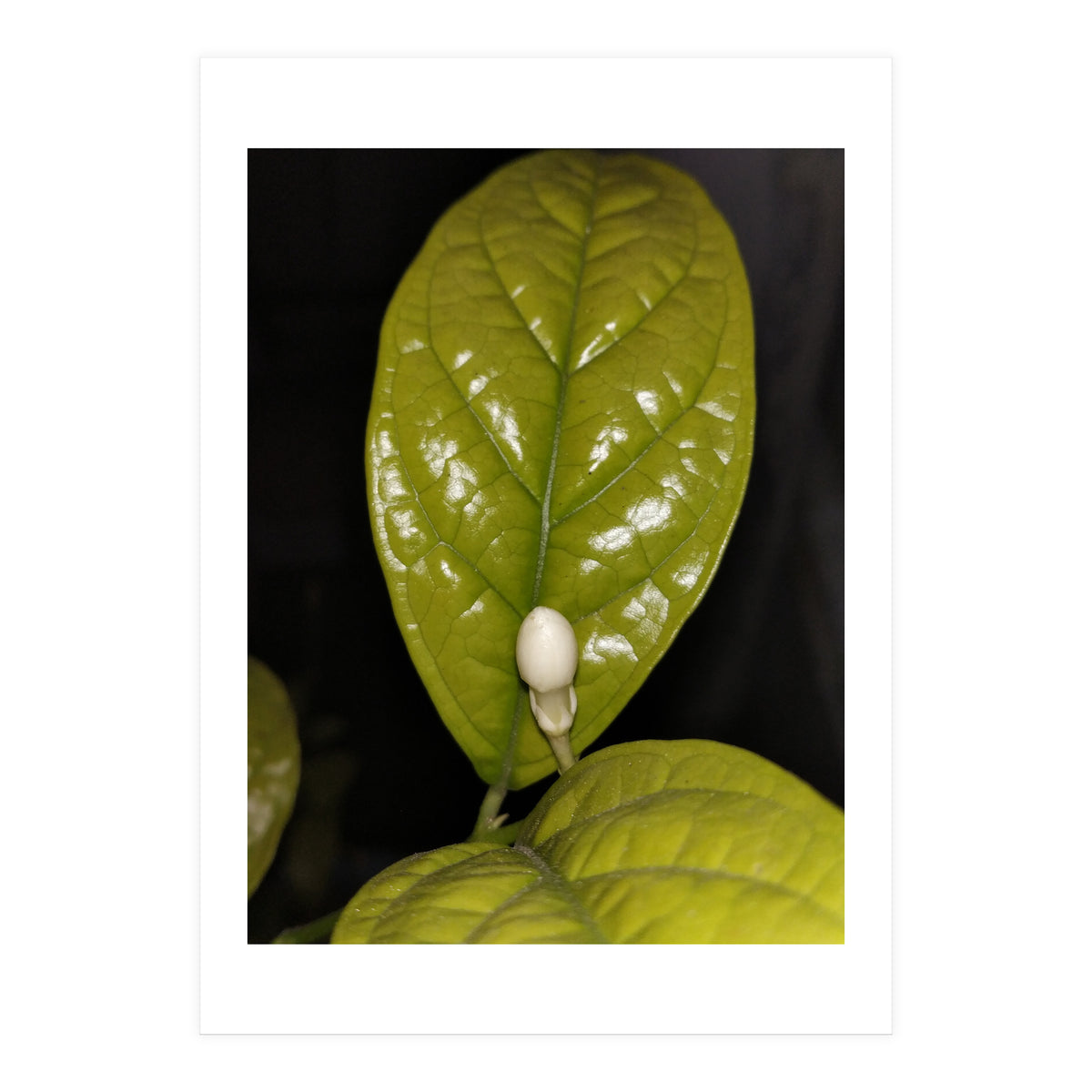 Jasmine Flower Fragrance (Print Only)