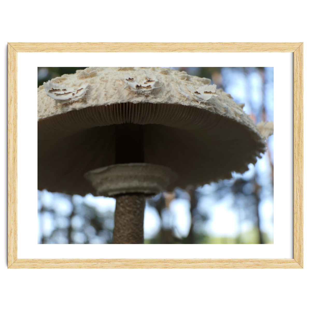 Shelter In The Woods