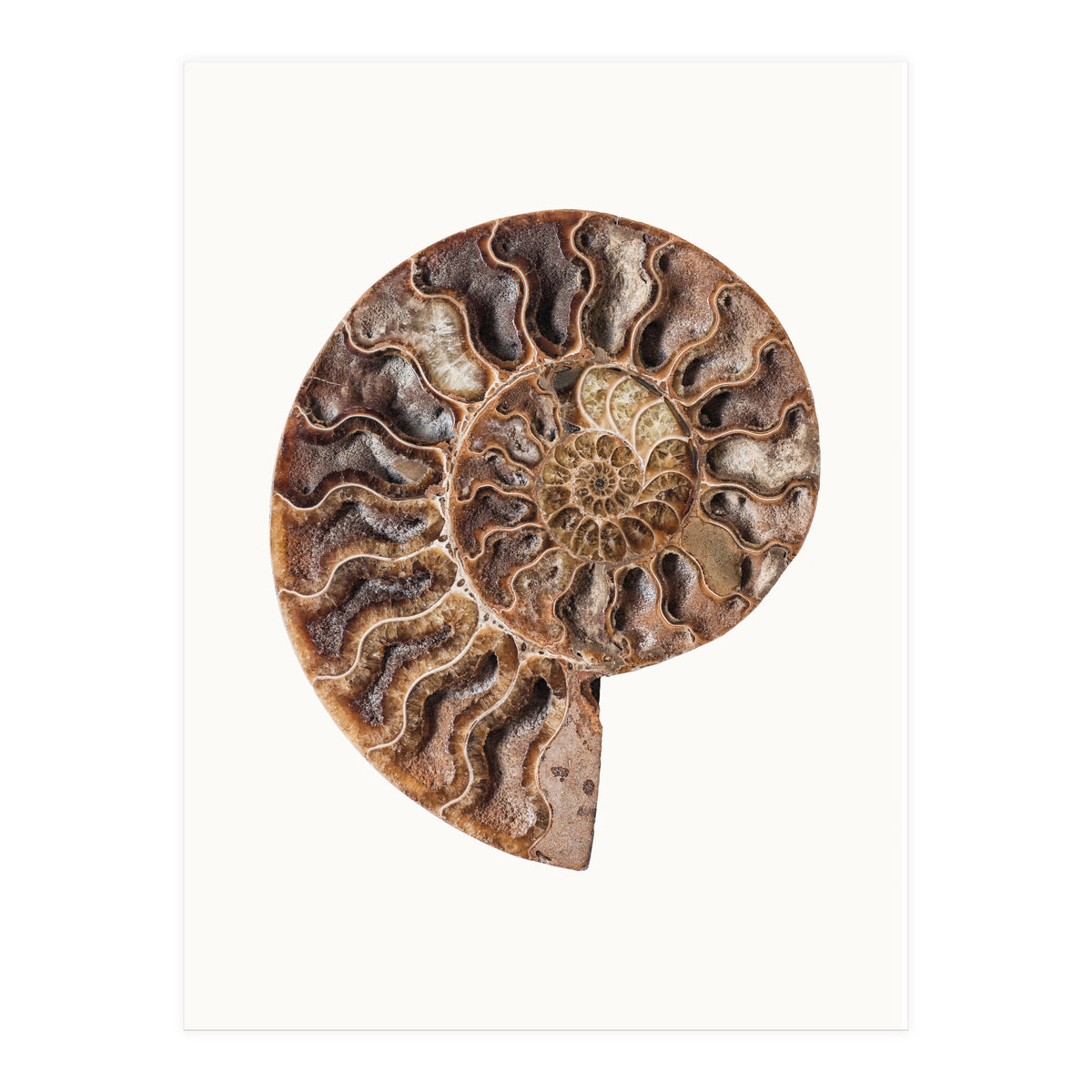 Cc Shell 05 (Print Only)