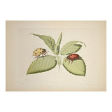 Vintage Ladybirds Illustration (Print Only) thumbnail