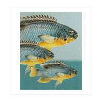 Fish Classic Designs 12 (Print Only)