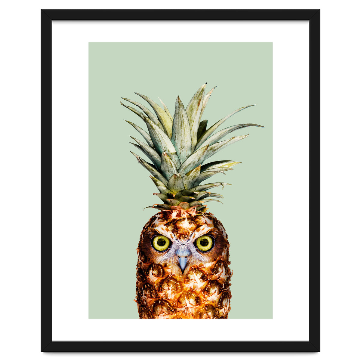 Pineapple Owl