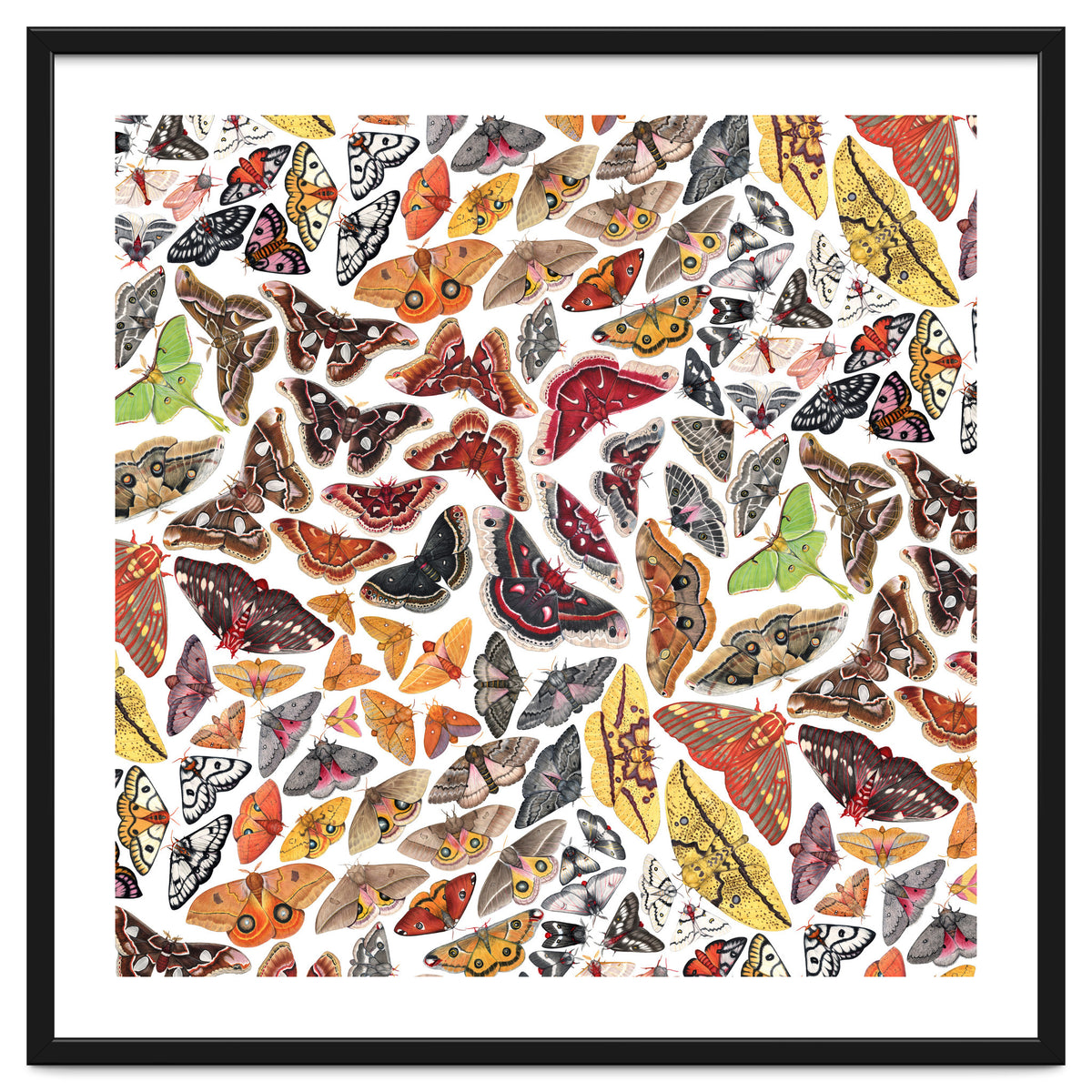 Saturniid Moths of North America Pattern