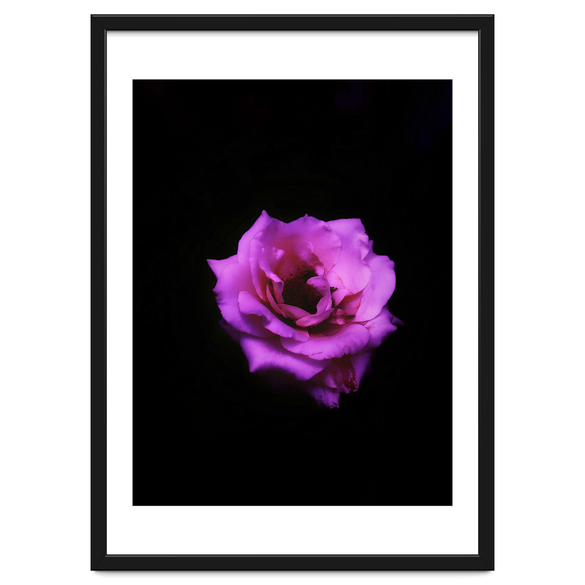 PINK ROSE IN DARK SPACE