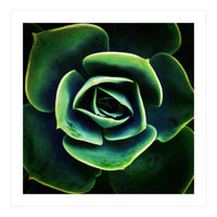 DARKSIDE OF SUCCULENTS XIV (Print Only)