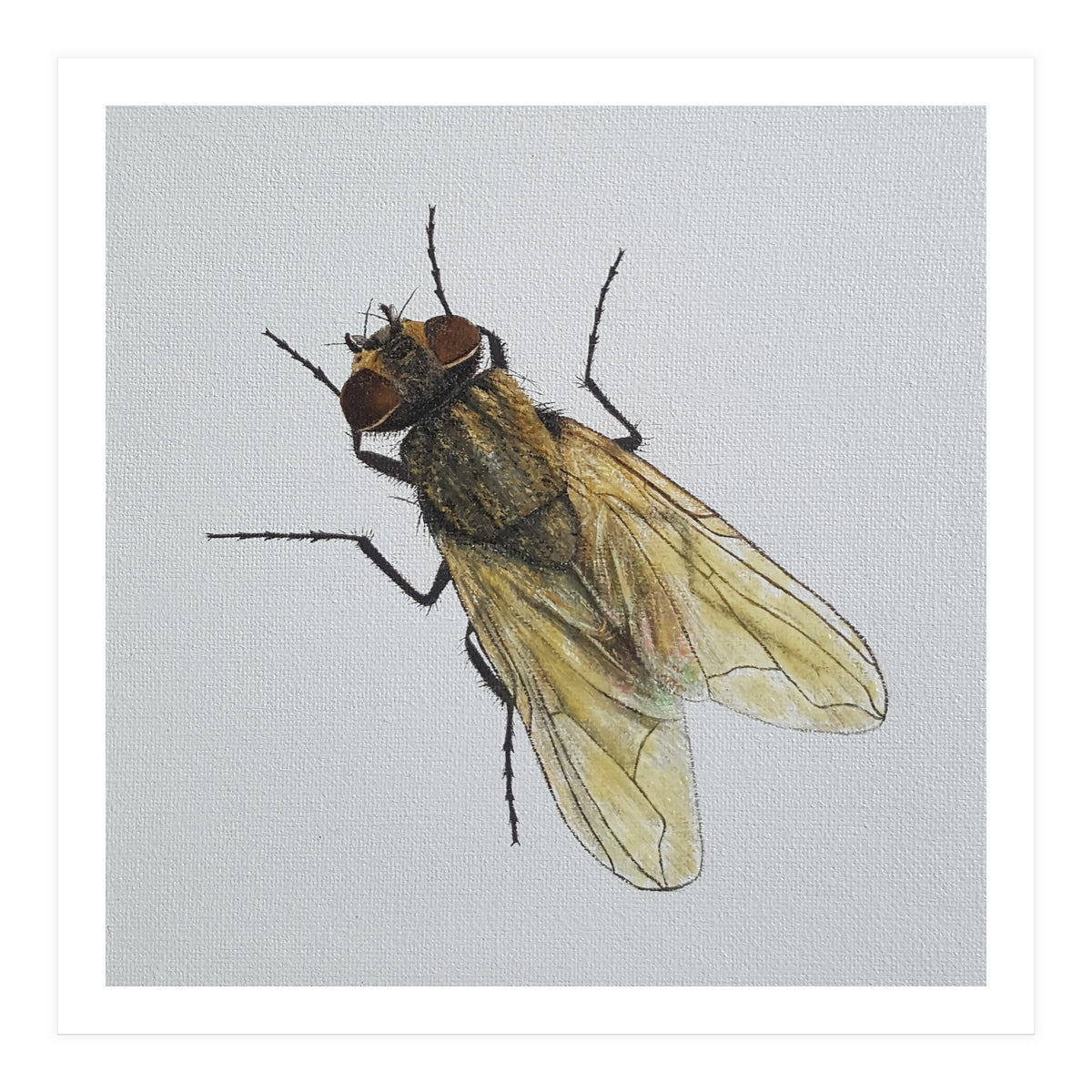 Fly on the wall (Print Only)