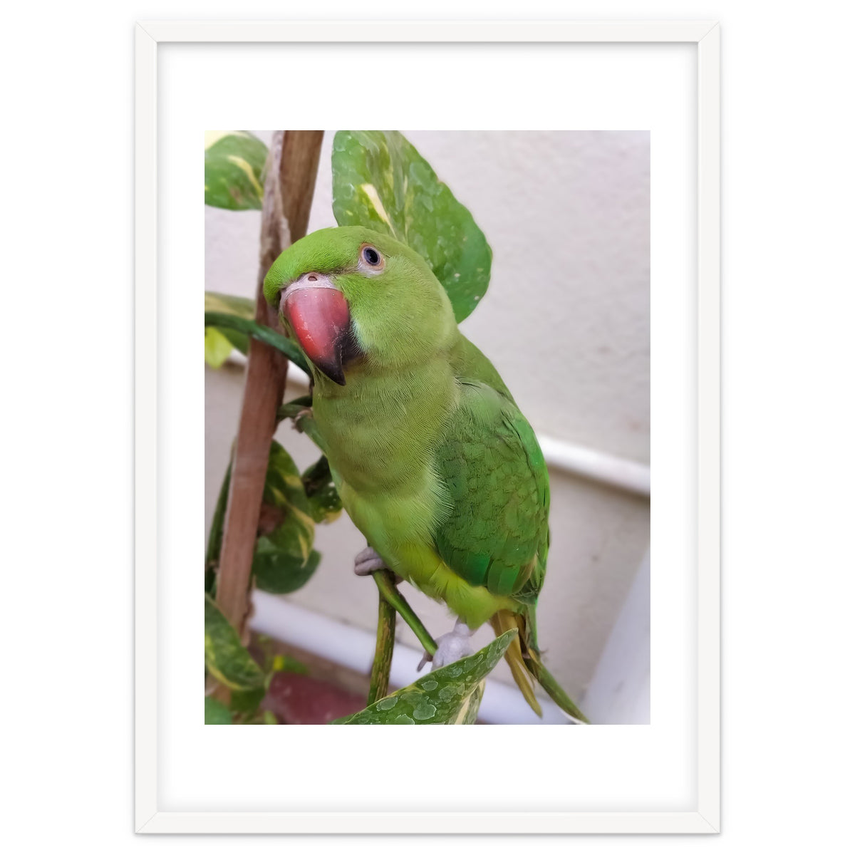 Posing Indian Parrot