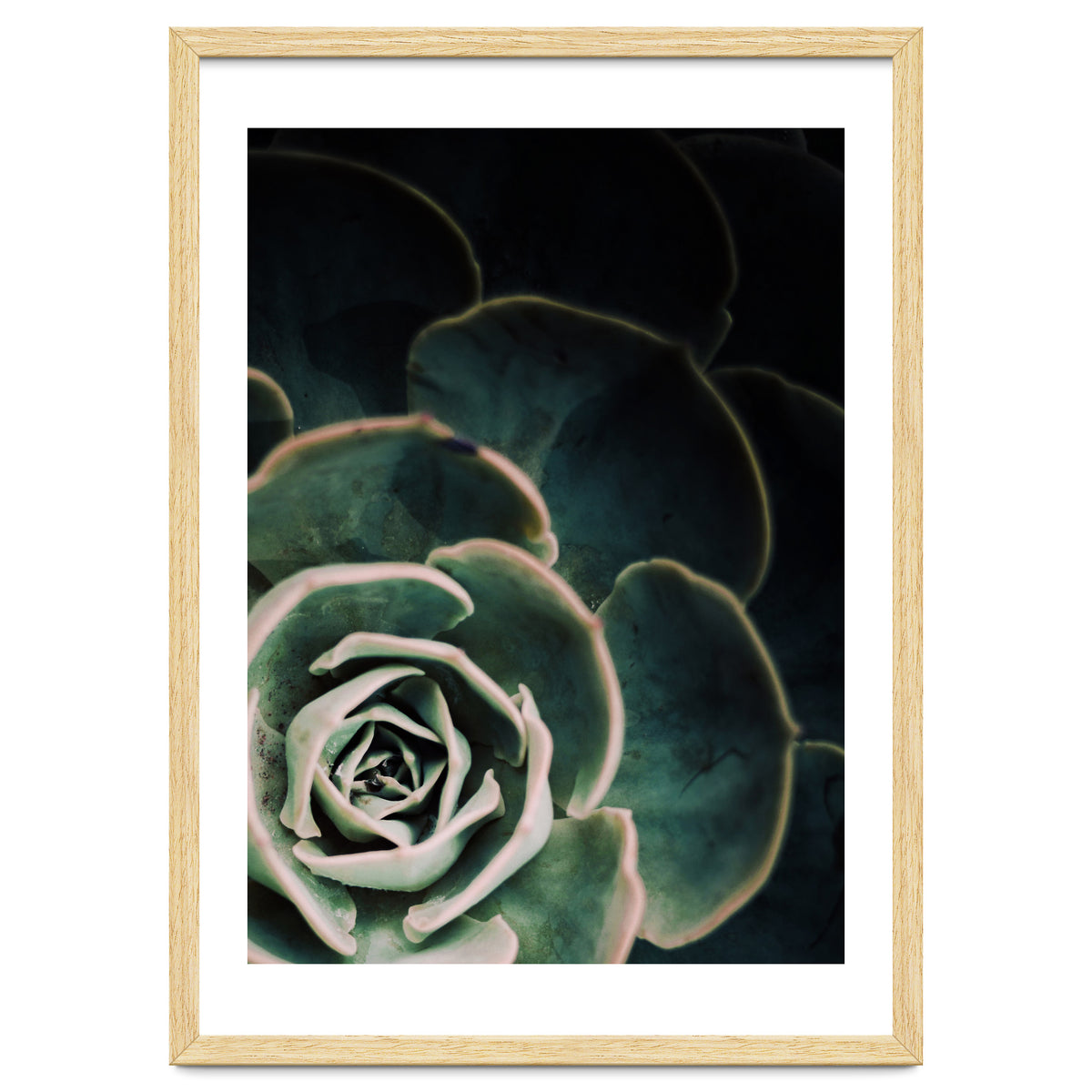 Darkside Of Succulents 4-C