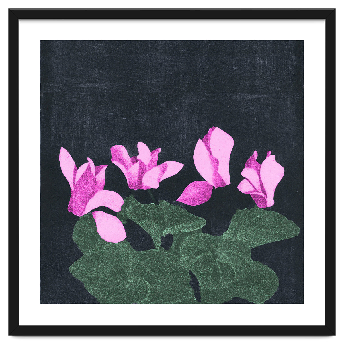 Cyclamen