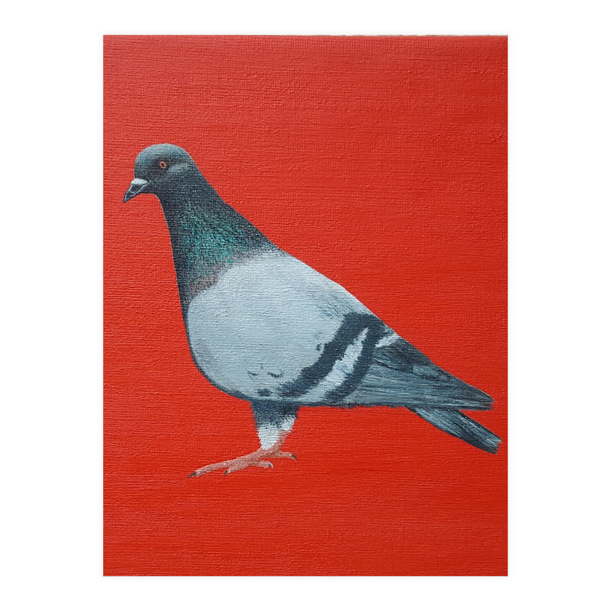 Pigeon (Print Only)