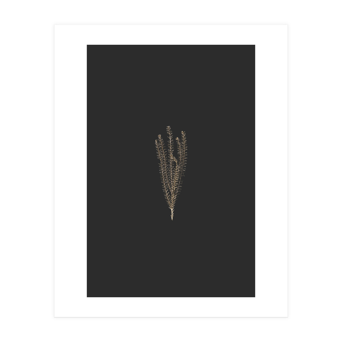 Delicate Fynbos Botanicals in Gold and Black (Print Only)