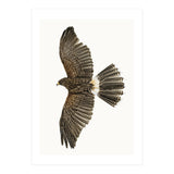 Cc Birds 09 (Print Only) thumbnail