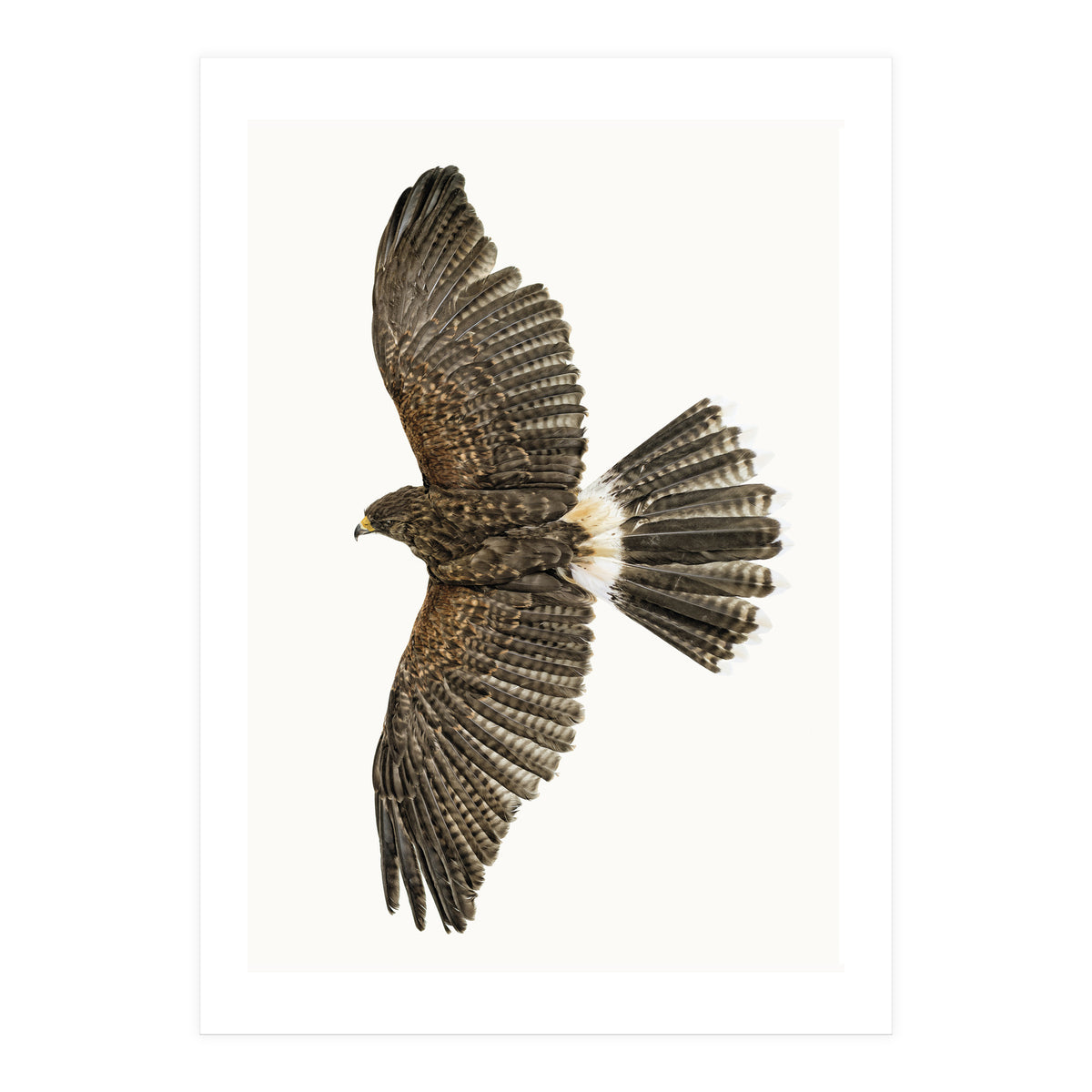 Cc Birds 09 (Print Only)