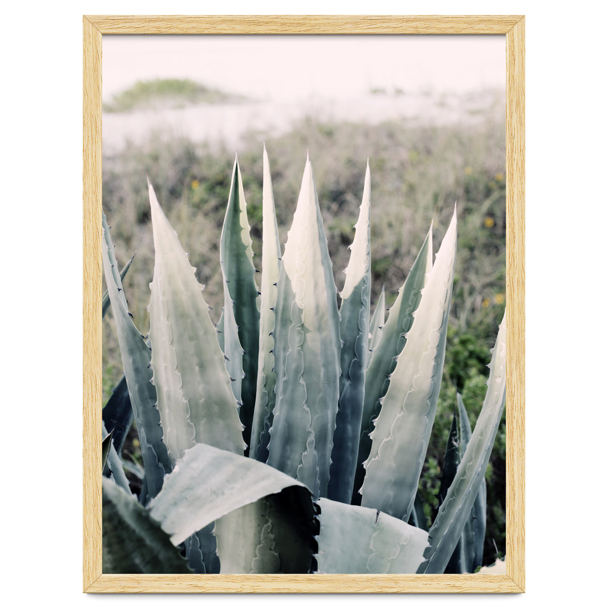 Pale Agave