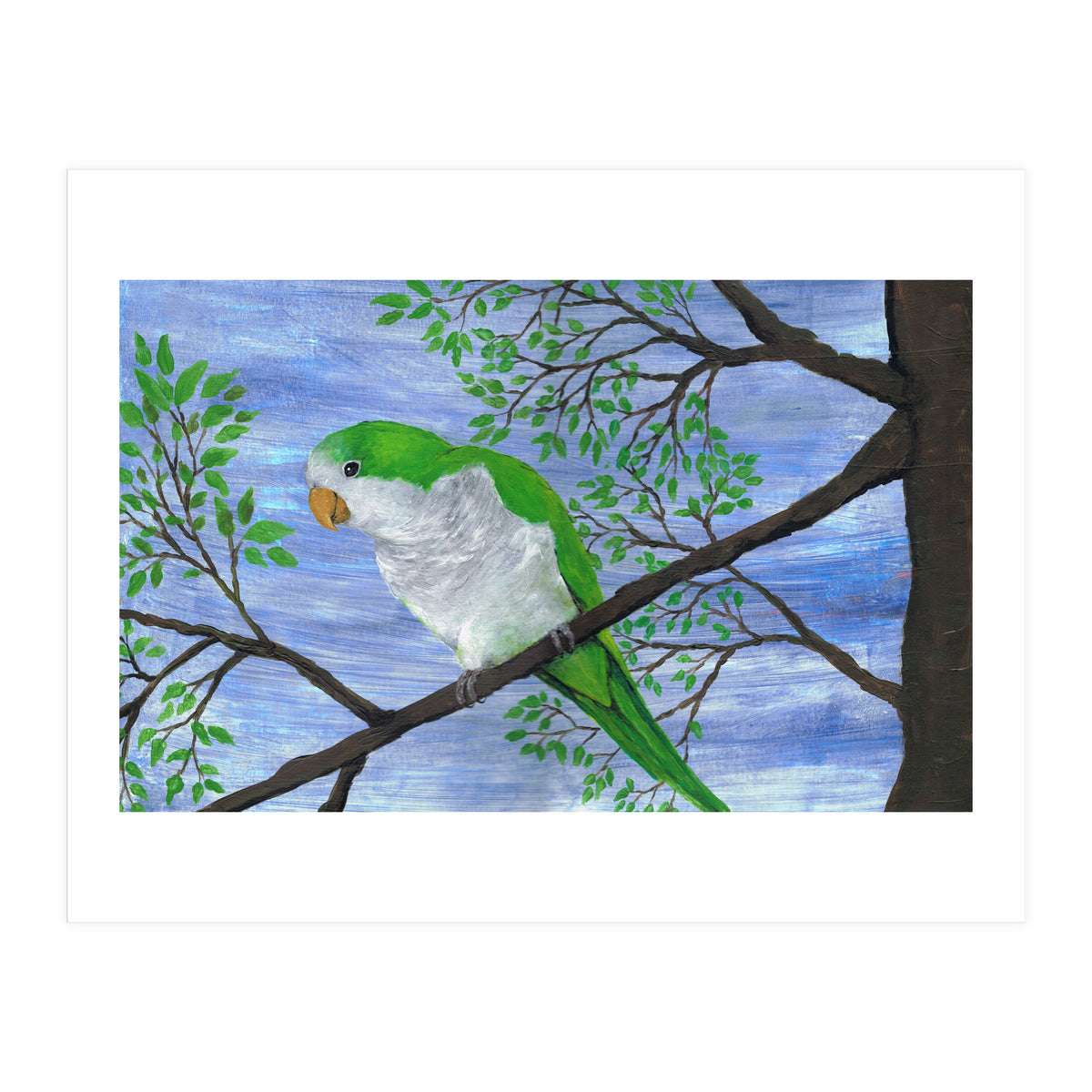 Quaker parrot (Print Only)
