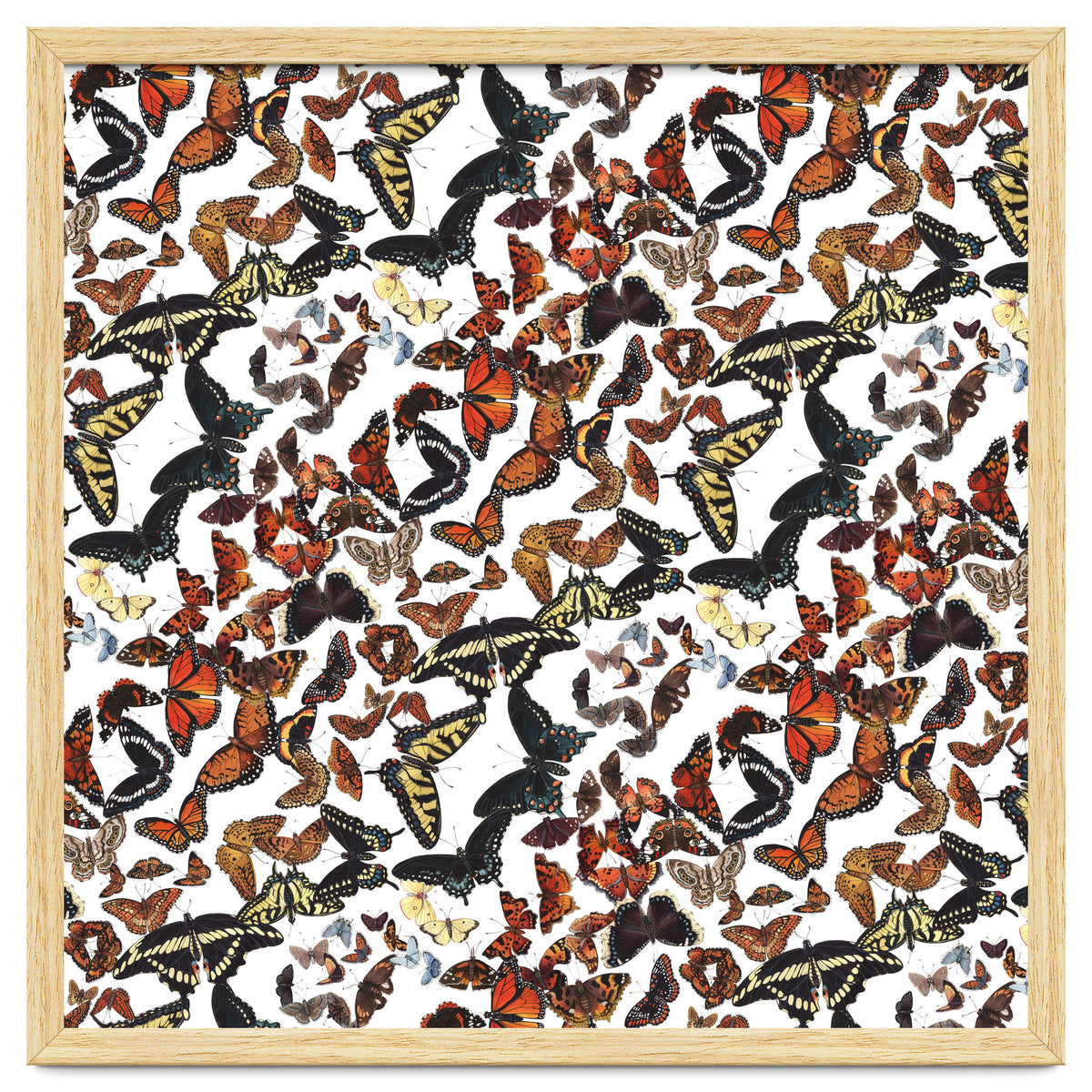 Maine Butterflies Pattern