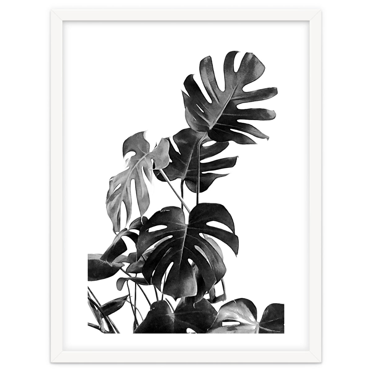 Monstera Black And White 09