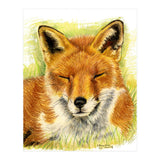 Red Fox Sleeping  (Print Only) thumbnail