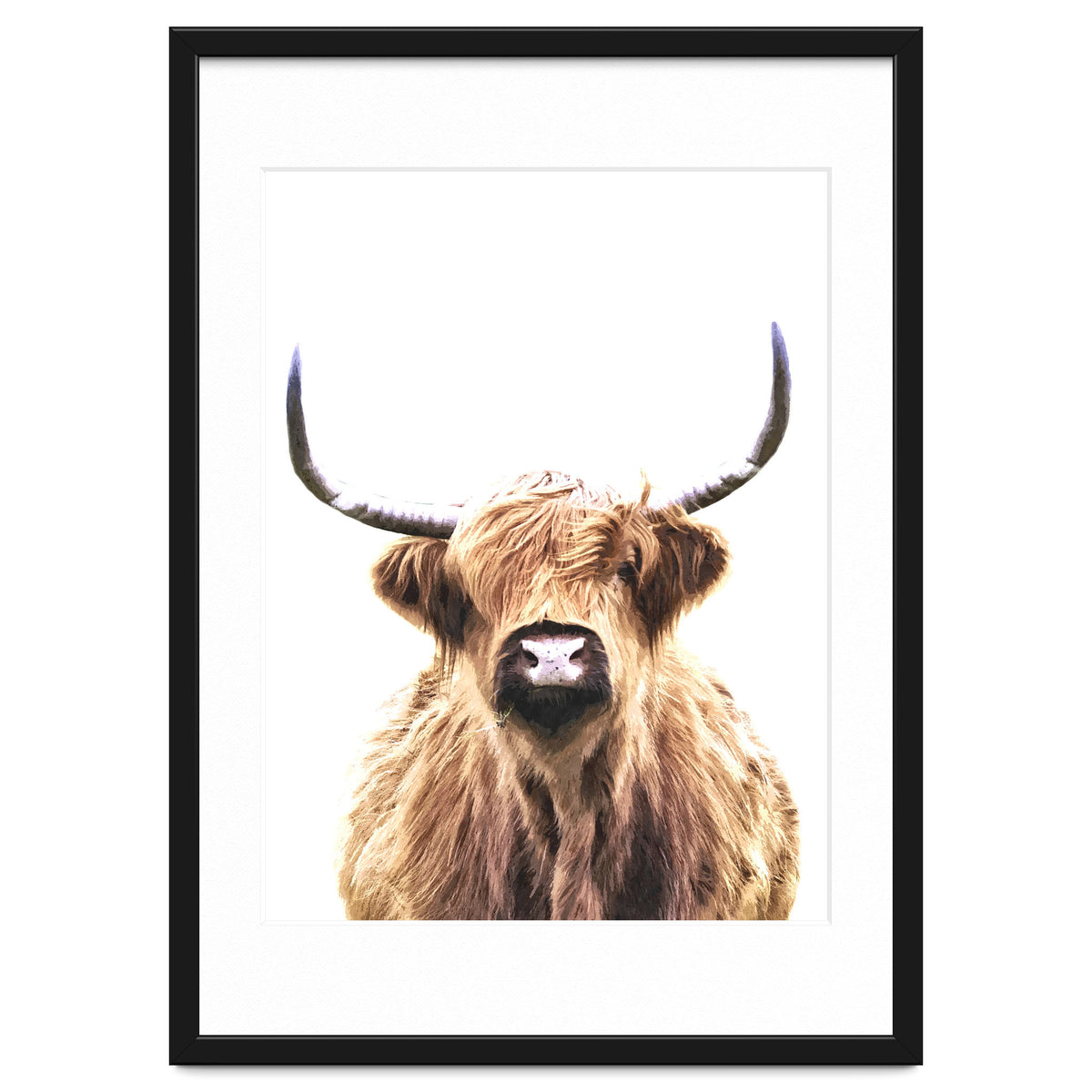 Highland Cow Portrait
