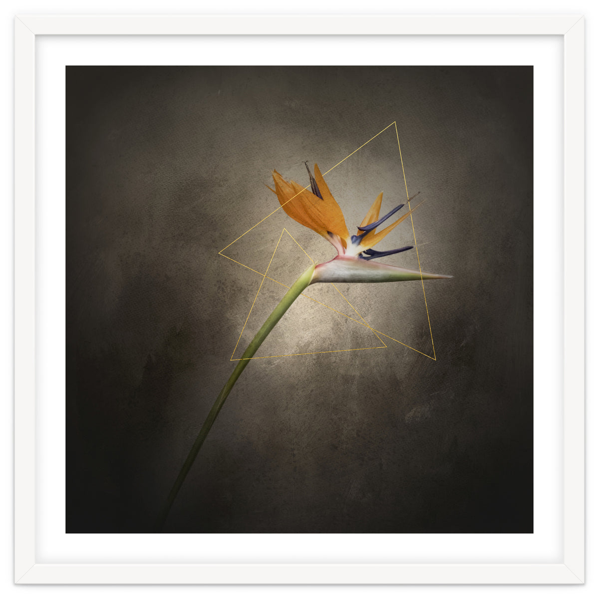 Graceful flower - Strelitzia | vintage style