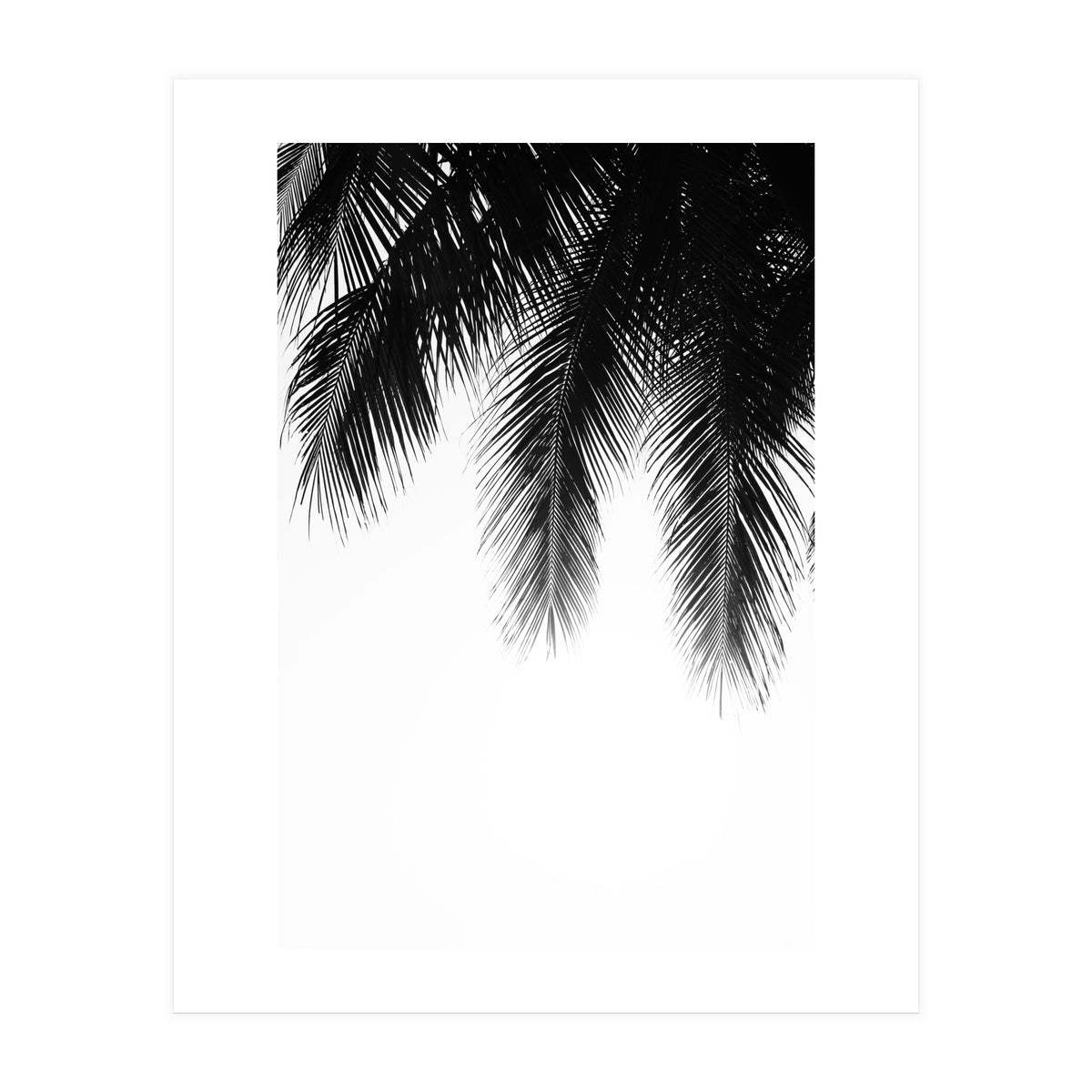Palm leaves (Print Only)