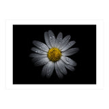 Backyard Flowers No 16 Color Version (Print Only) thumbnail