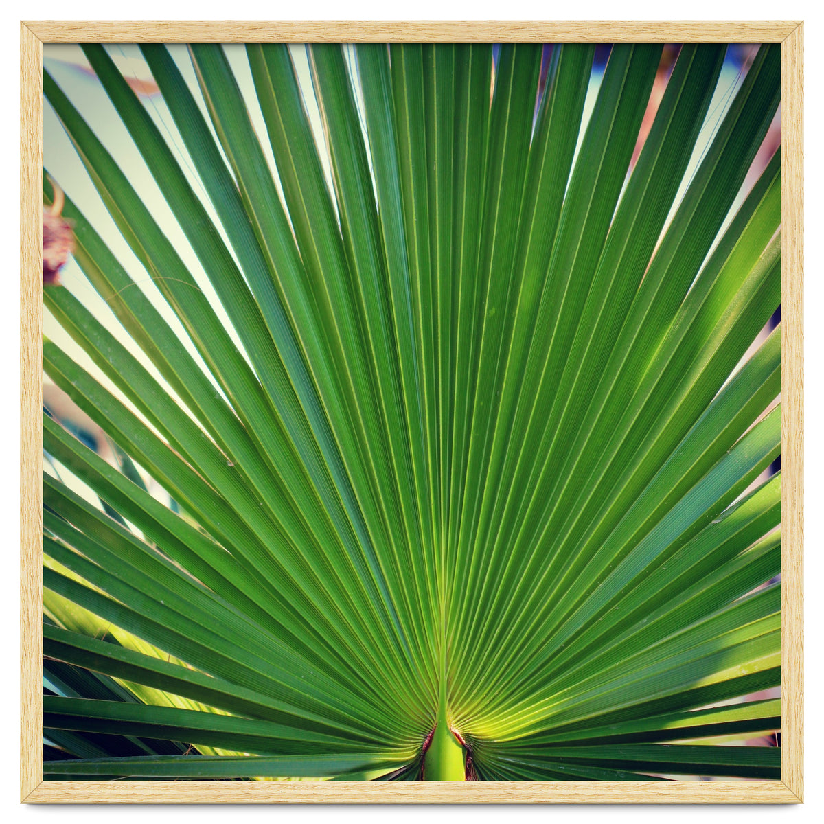 palm leaf