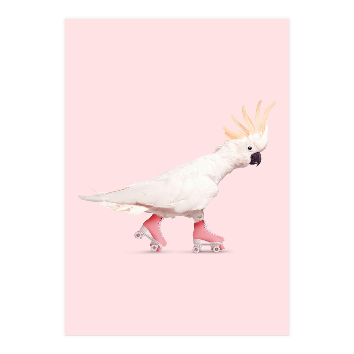 Rollerskating Cockatoo (Print Only)