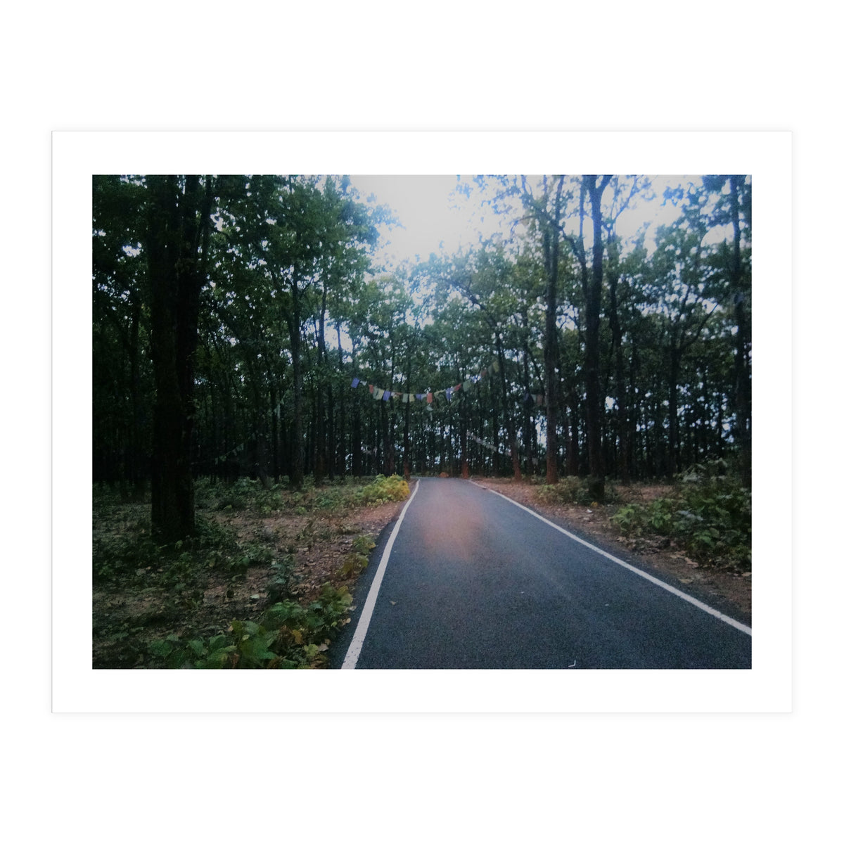 In To The Wild (Print Only)