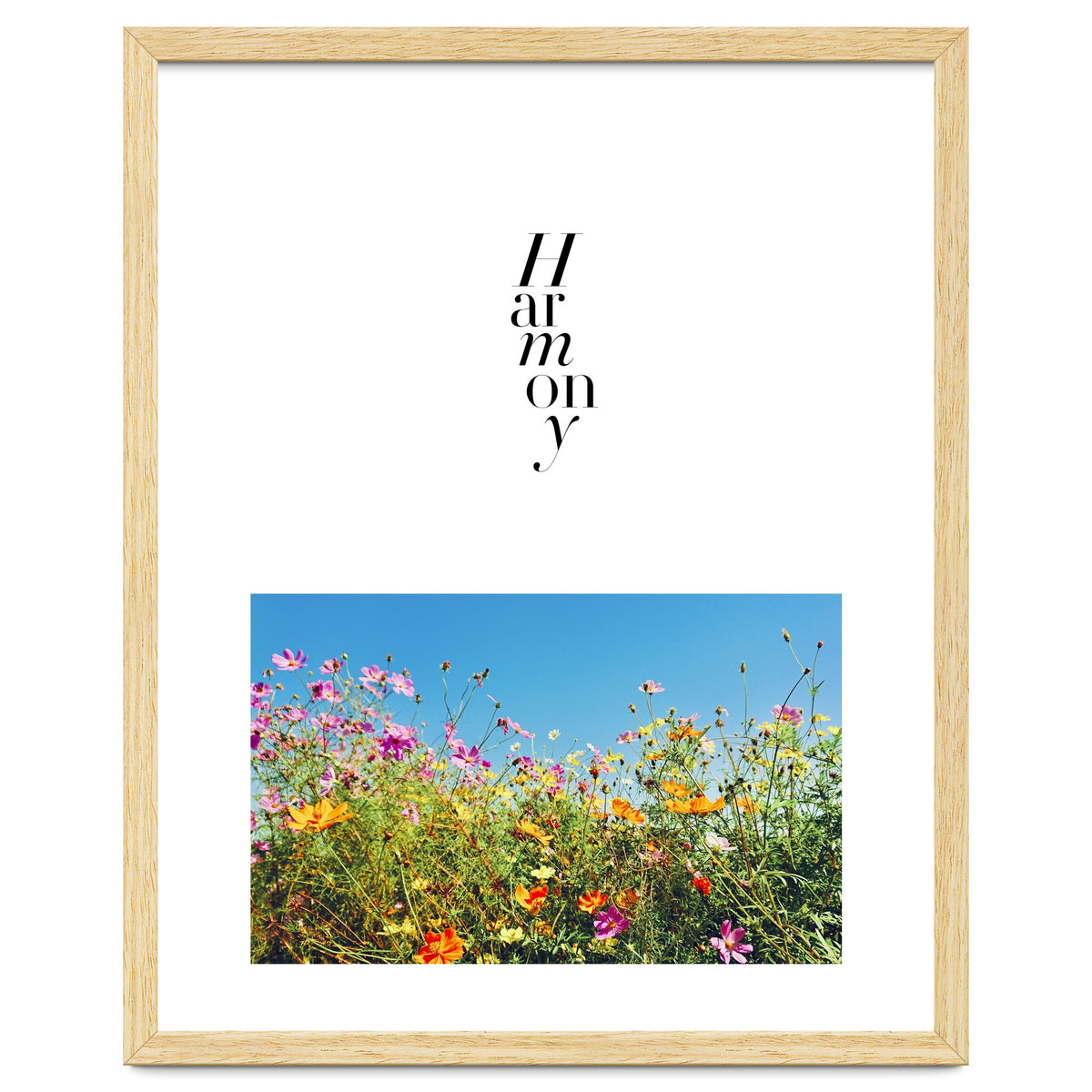 Harmony - cosmos flower - nature photography