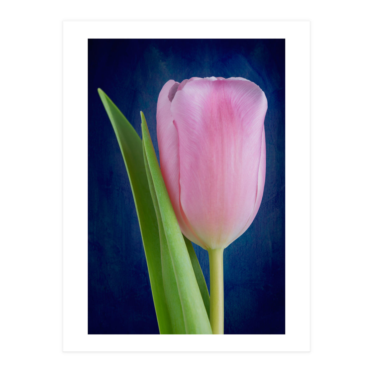Tulip (Print Only)