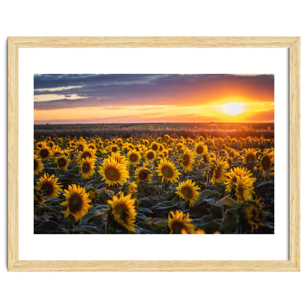 Sunflowers at Sunset