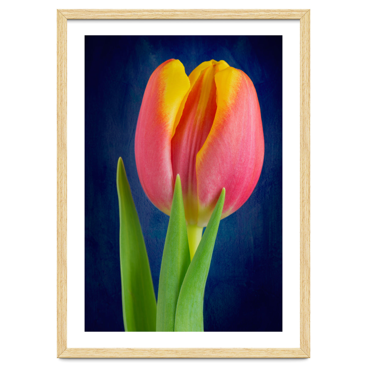 Tulip