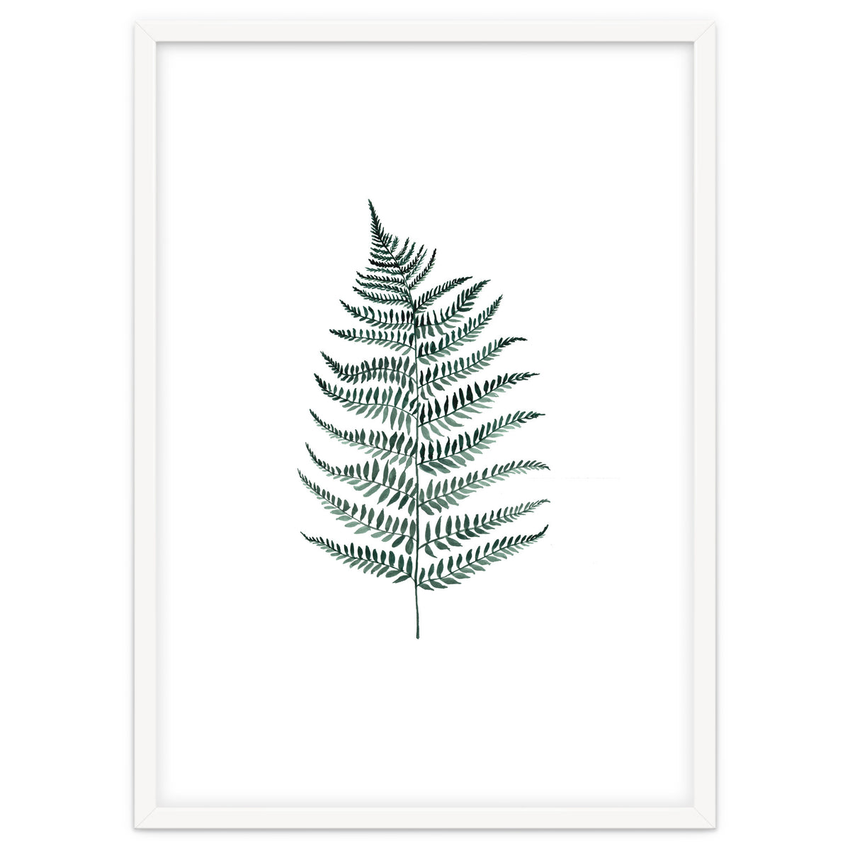Botanical Illustration Silverfern