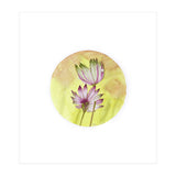 Circular Astrantia  (Print Only) thumbnail