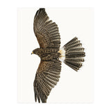 Cc Birds 09 (Print Only) thumbnail